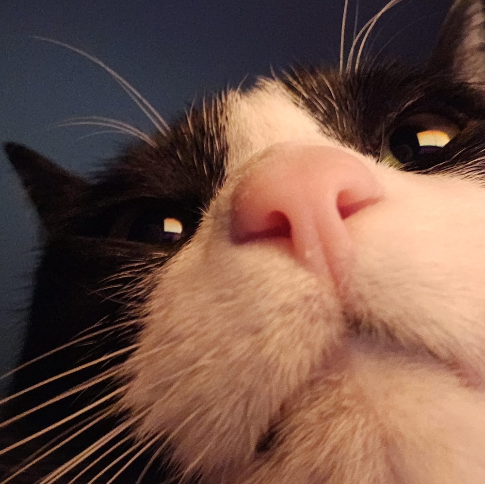 Meet your Posher, Katie